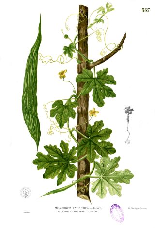 Momordika (Momordica charantia)